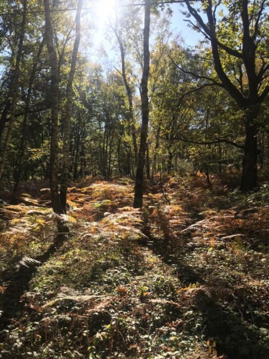 Se marier dans une forêt en automne